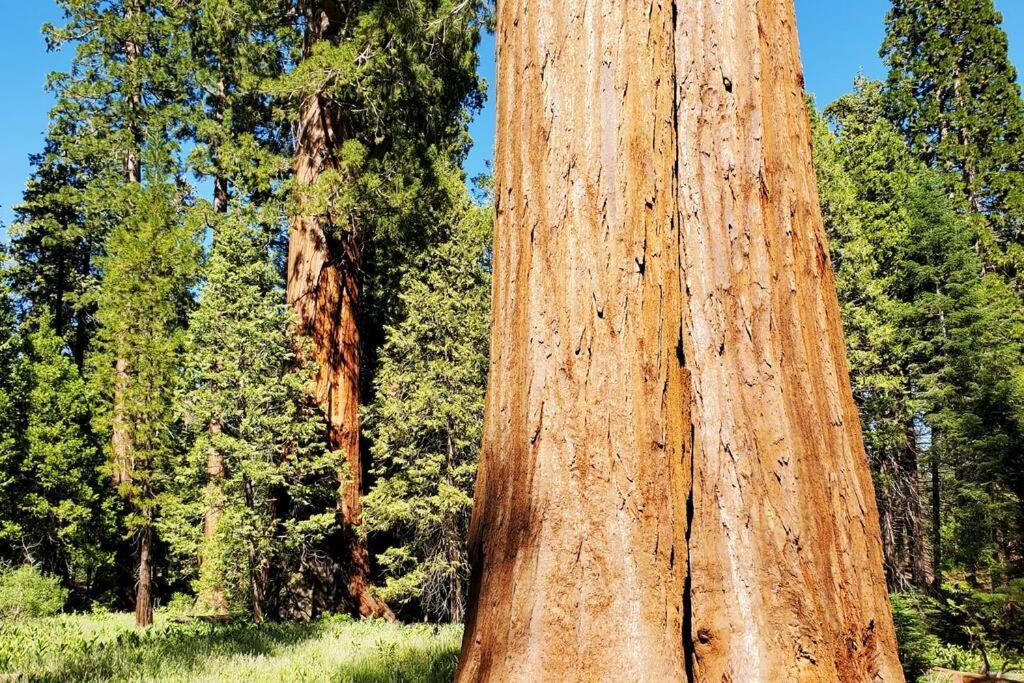 Redwood Retreat, Mountains, Adventure And Nature Ponderosa ภายนอก รูปภาพ