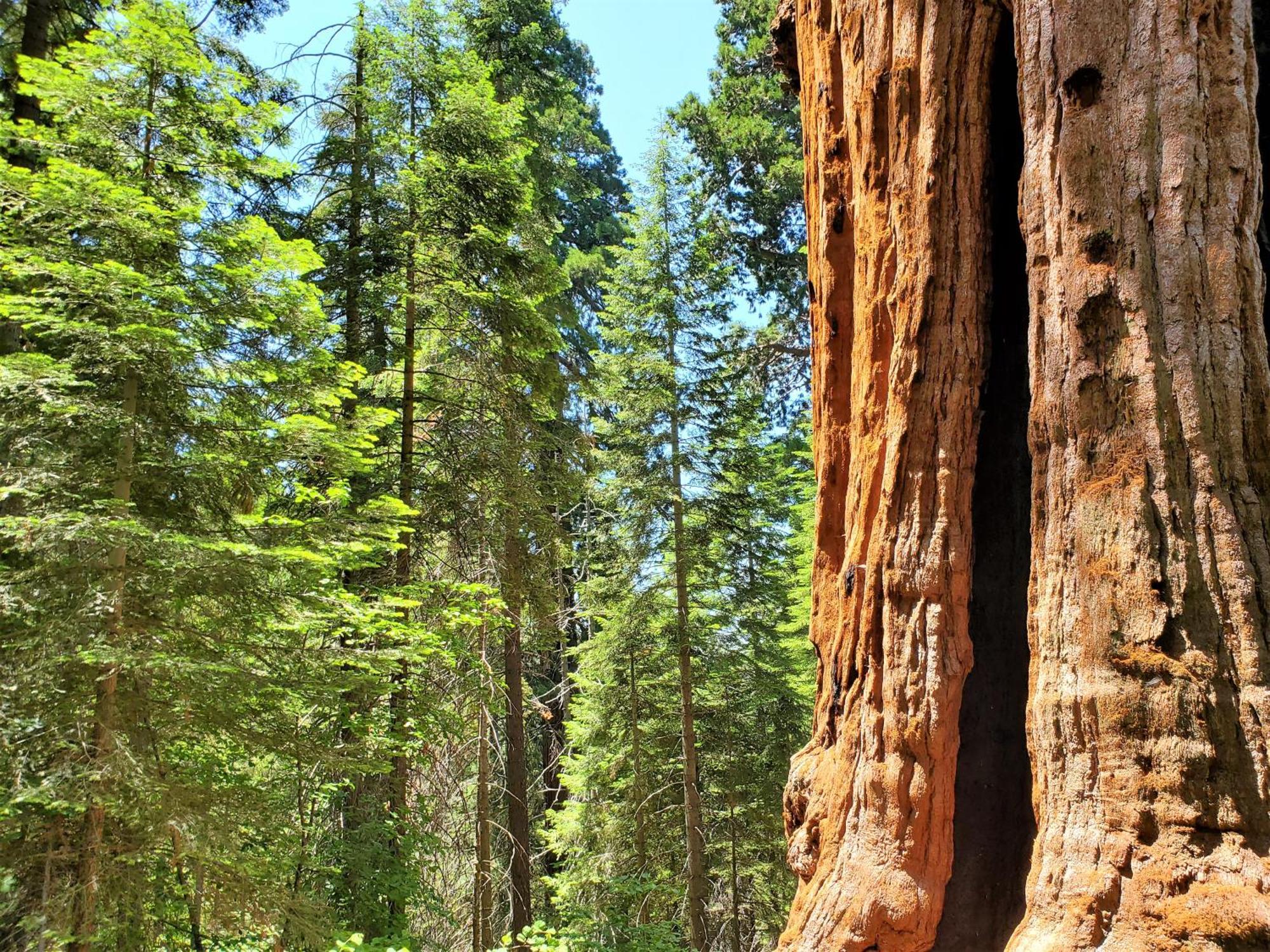 Redwood Retreat, Mountains, Adventure And Nature Ponderosa ภายนอก รูปภาพ